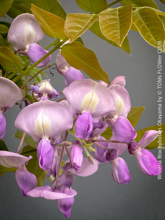 Wisteria Brachybotrys Okayama for sale at TOMs FLOWer CLUB.
