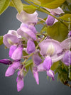 Flowerrs of Wisteria Brachybotrys Okayama for sale at TOMs FLOWer CLUB.