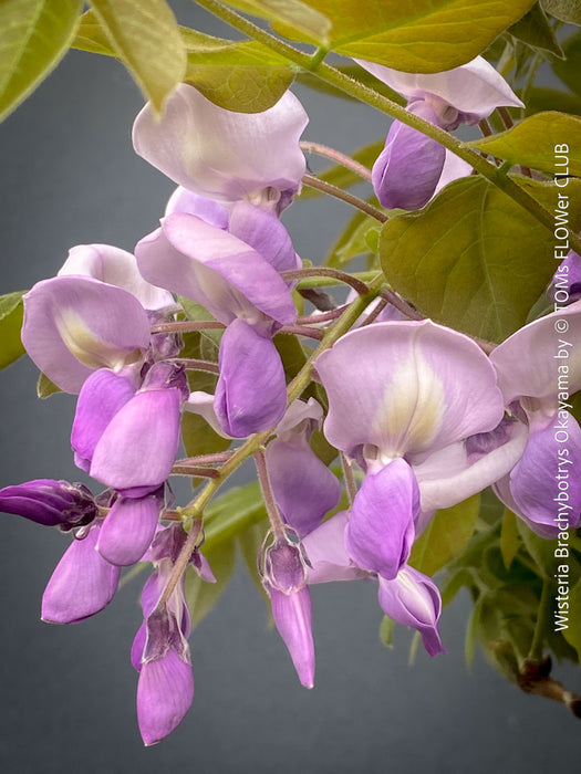 Flowerrs of Wisteria Brachybotrys Okayama for sale at TOMs FLOWer CLUB.