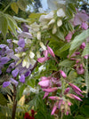Wisteria Brachybotrys Okayama for sale at TOMs FLOWer CLUB.