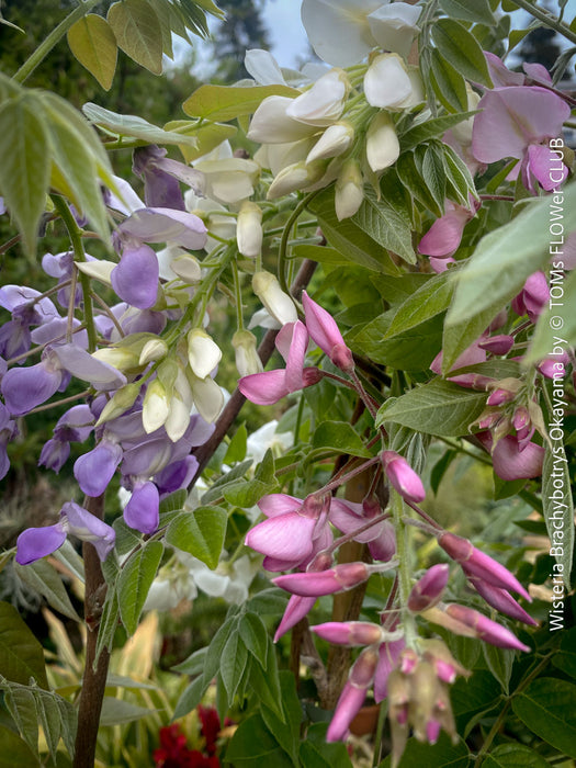 Wisteria Brachybotrys Okayama for sale at TOMs FLOWer CLUB.