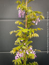 Wisteria Brachybotrys Okayama for sale at TOMs FLOWer CLUB.