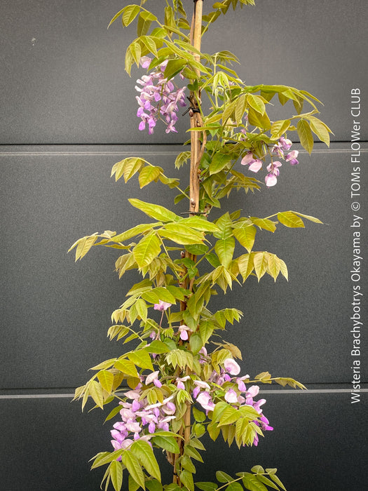 Wisteria Brachybotrys Okayama for sale at TOMs FLOWer CLUB.