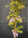 Wisteria Brachybotrys Okayama for sale at TOMs FLOWer CLUB.