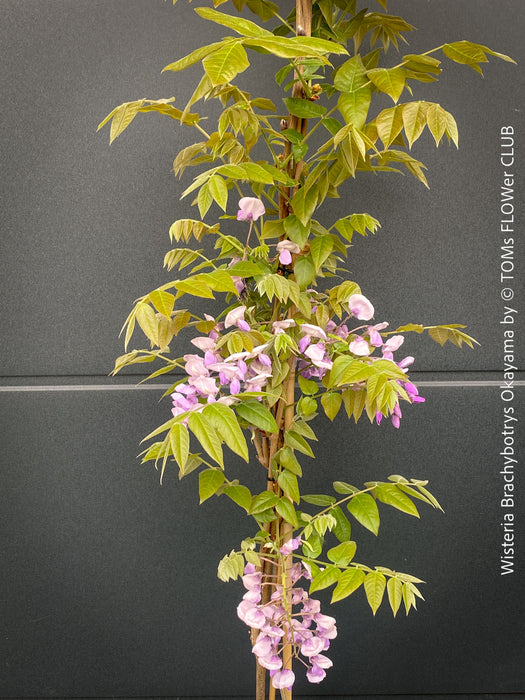 Wisteria Brachybotrys Okayama for sale at TOMs FLOWer CLUB.
