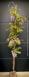 Wisteria Brachybotrys Okayama for sale at TOMs FLOWer CLUB.