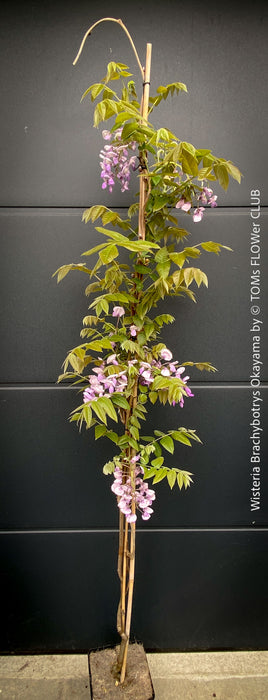 Wisteria Brachybotrys Okayama for sale at TOMs FLOWer CLUB.