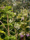 Collection of Wisteria Brachybotrys for sale at TOMs FLOWer CLUB.