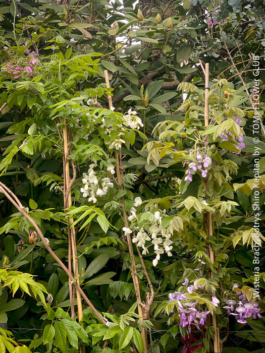 Collection of Wisteria Brachybotrys for sale at TOMs FLOWer CLUB.