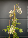 White flowering Wisteria Brachybotrys Shiro-Kapitan for sale at TOMs FLOWer CLUB.