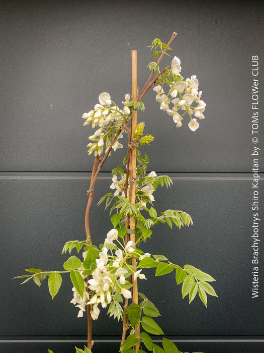 White flowering Wisteria Brachybotrys Shiro-Kapitan for sale at TOMs FLOWer CLUB.