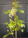 White flowering Wisteria Brachybotrys Shiro-Kapitan for sale at TOMs FLOWer CLUB.