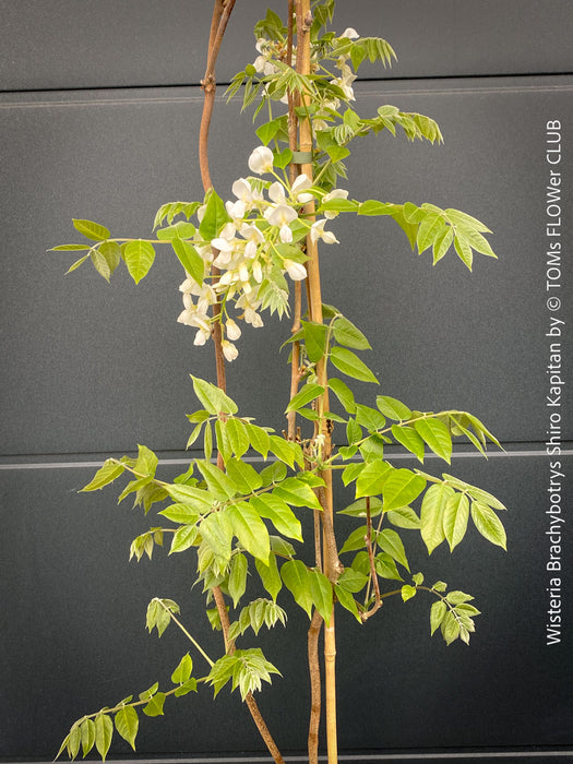 White flowering Wisteria Brachybotrys Shiro-Kapitan for sale at TOMs FLOWer CLUB.