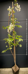 White flowering Wisteria Brachybotrys Shiro-Kapitan for sale at TOMs FLOWer CLUB.