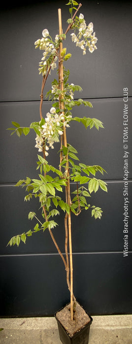 White flowering Wisteria Brachybotrys Shiro-Kapitan for sale at TOMs FLOWer CLUB.