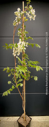 White flowering Wisteria Brachybotrys Shiro-Kapitan for sale at TOMs FLOWer CLUB.