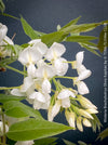White flowering Wisteria Brachybotrys Shiro-Kapitan for sale at TOMs FLOWer CLUB.