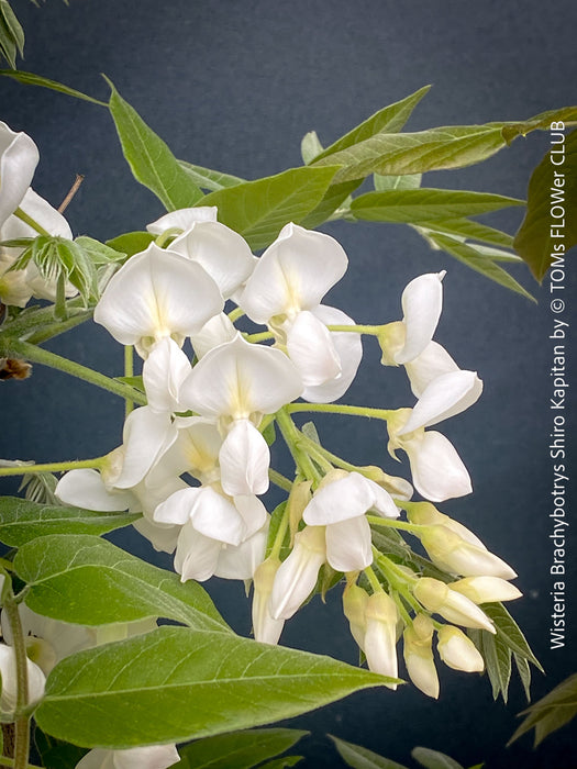 White flowering Wisteria Brachybotrys Shiro-Kapitan for sale at TOMs FLOWer CLUB.