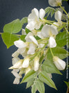 White flowering Wisteria Brachybotrys Shiro-Kapitan for sale at TOMs FLOWer CLUB.