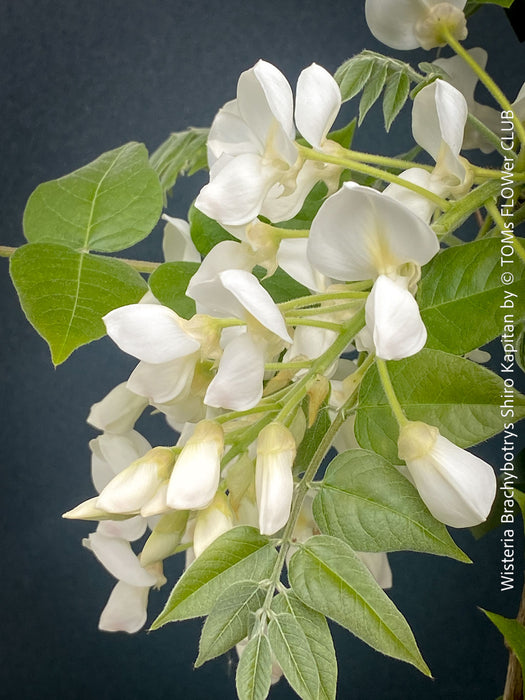 White flowering Wisteria Brachybotrys Shiro-Kapitan for sale at TOMs FLOWer CLUB.