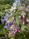 Collection of Wisteria Brachybotrys ‘Showa Beni’ at TOMs FLOWer CLUB. 