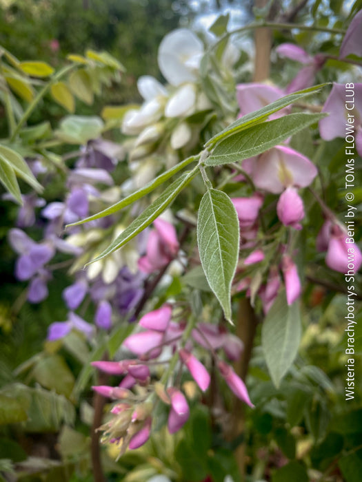 Collection of Wisteria Brachybotrys ‘Showa Beni’ at TOMs FLOWer CLUB. 