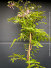 Wisteria Brachybotrys ‘Showa Beni’ for sale at TOMs FLOWer CLUB.