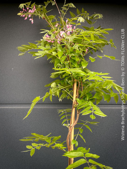 Wisteria Brachybotrys ‘Showa Beni’ for sale at TOMs FLOWer CLUB.