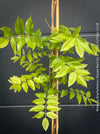 Wisteria Brachybotrys ‘Showa Beni’ for sale at TOMs FLOWer CLUB.