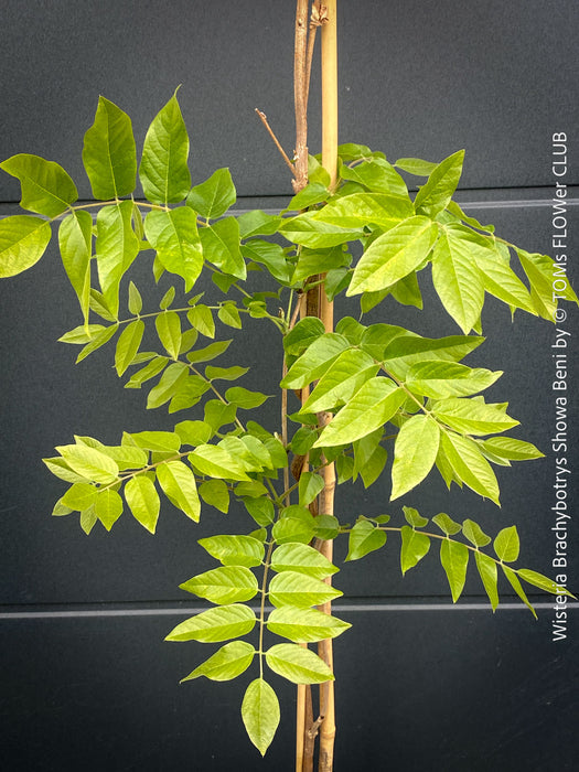 Wisteria Brachybotrys ‘Showa Beni’ for sale at TOMs FLOWer CLUB.