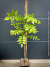 Wisteria Brachybotrys ‘Showa Beni’ for sale at TOMs FLOWer CLUB.