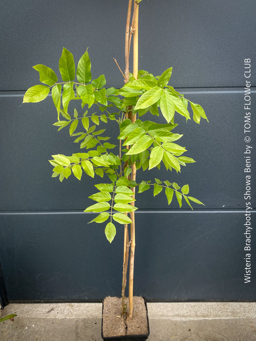 Wisteria Brachybotrys ‘Showa Beni’ for sale at TOMs FLOWer CLUB.