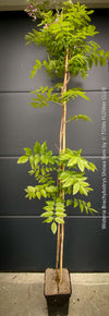 Wisteria Brachybotrys ‘Showa Beni’ for sale at TOMs FLOWer CLUB.