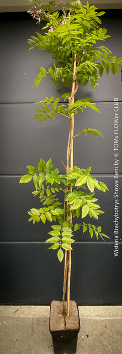 Wisteria Brachybotrys ‘Showa Beni’ for sale at TOMs FLOWer CLUB.