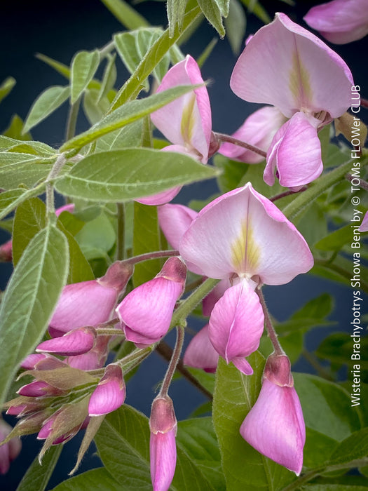 Pink flowers of Wisteria Brachybotrys ‘Showa Beni’ for sale at TOMs FLOWer CLUB.