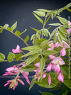 Wisteria Brachybotrys ‘Showa Beni’ for sale at TOMs FLOWer CLUB.