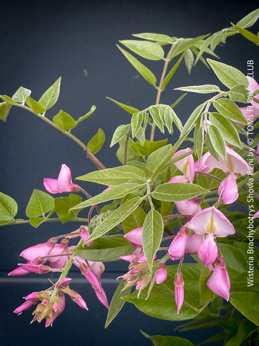 Wisteria Brachybotrys ‘Showa Beni’ for sale at TOMs FLOWer CLUB.