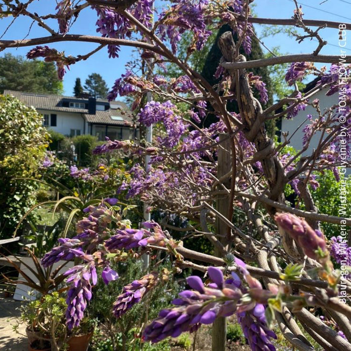 Wisteria Sinensis, a cold-tolerant, blue-green statement wine for refined garden spaces; available at TOMs FLOWer CLUB