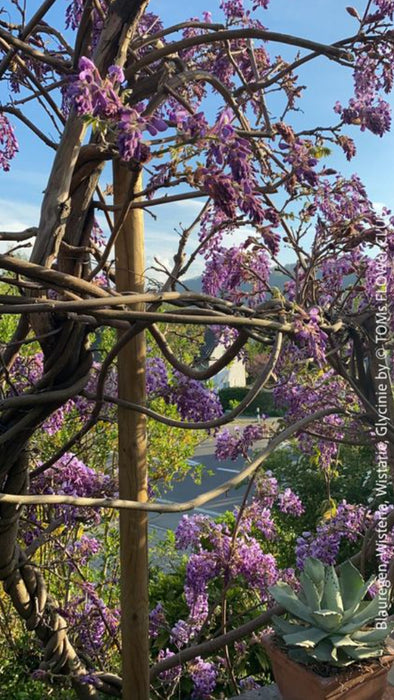 Wisteria Sinensis, a cold-tolerant, blue-green statement wine for refined garden spaces; available at TOMs FLOWer CLUB