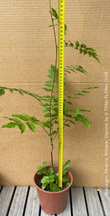 Wisteria Sinensis, a cold-tolerant, blue-green statement wine for refined garden spaces; available at TOMs FLOWer CLUB