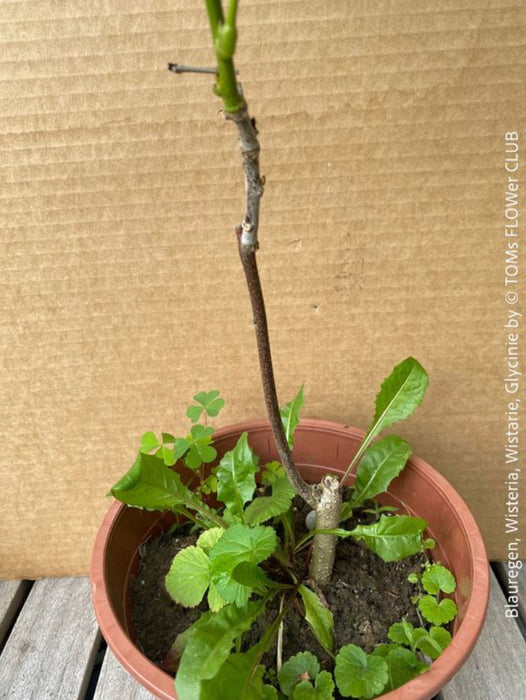 Wisteria Sinensis, a cold-tolerant, blue-green statement wine for refined garden spaces; available at TOMs FLOWer CLUB