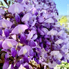 Wisteria Sinensis, a cold-tolerant, blue-green statement wine for refined garden spaces; available at TOMs FLOWer CLUB