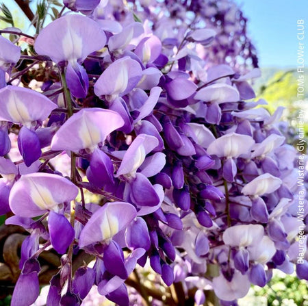 Wisteria Sinensis, a cold-tolerant, blue-green statement wine for refined garden spaces; available at TOMs FLOWer CLUB