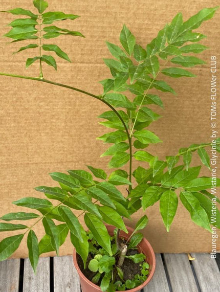 Wisteria Sinensis, a cold-tolerant, blue-green statement wine for refined garden spaces; available at TOMs FLOWer CLUB