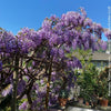 Wisteria Sinensis, a cold-tolerant, blue-green statement wine for refined garden spaces; available at TOMs FLOWer CLUB