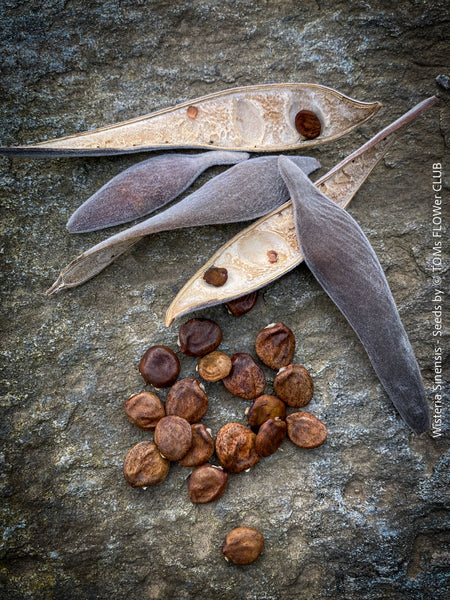 Organic seeds of Wisteria Sinensis, a cold-tolerant, blue-green statement wine for refined garden spaces; available for own propagation at TOMs FLOWer CLUB