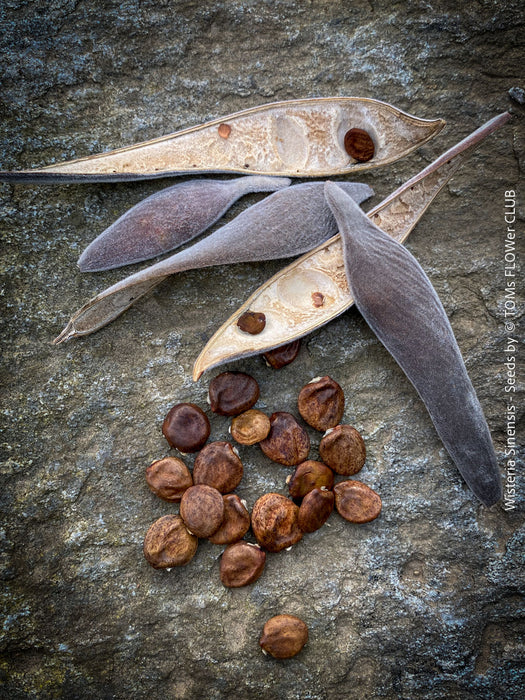 Organic seeds of Wisteria Sinensis, a cold-tolerant, blue-green statement wine for refined garden spaces; available for own propagation at TOMs FLOWer CLUB