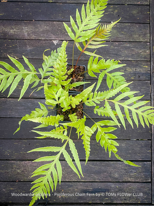 Woodwardia prolifera Proliferous Chain Fern with large green fronds at TOMs FLOWer CLUB Switzerland