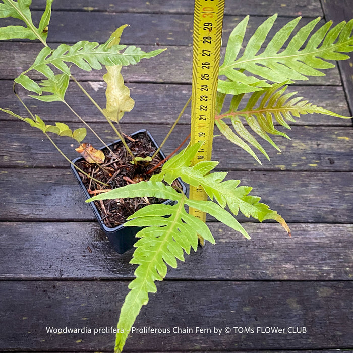 Mature Woodwardia prolifera Proliferous Chain Fern with large green fronds at TOMs FLOWer CLUB Switzerland