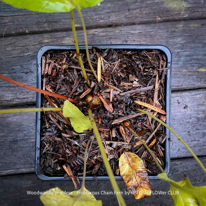 Top-down view of a potted Woodwardia pretiosa chain fern in a square black plastic tray filled with bark mulch, placed on a weathered gray wooden surface. Green and reddish-brown fronds of the plant are visible, along with a small yellow leaf.